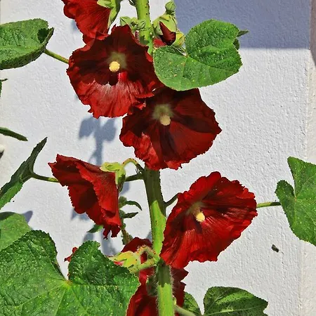 La Chaize - Villa, & 3* Noirmoutier-en-l'Ile