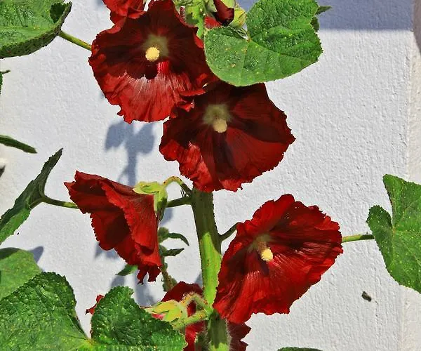 La Chaize - Villa, & 3* Noirmoutier-en-l'Ile